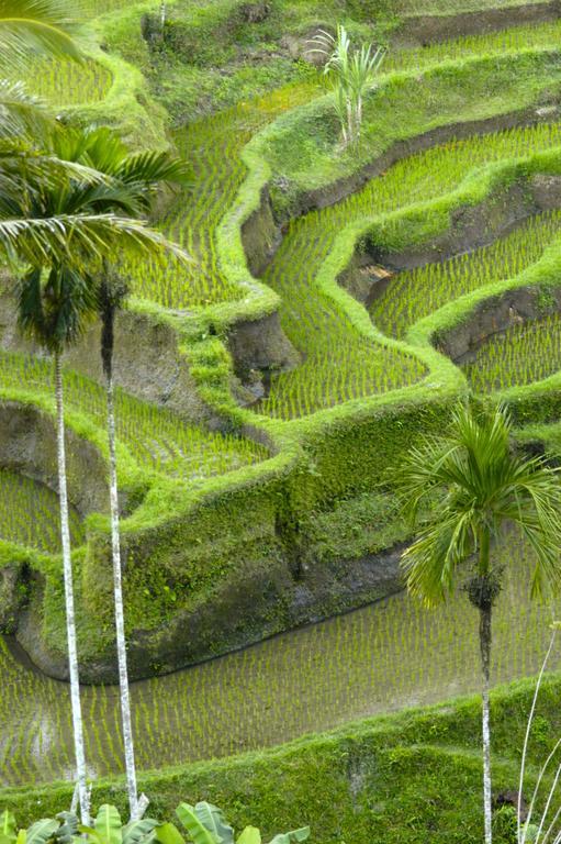 Alami Villa Ubud  Bagian luar foto